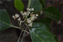 Olea paniculata